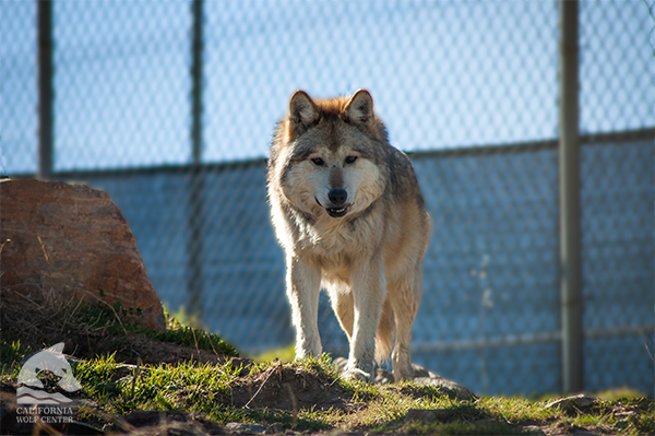 In Memoriam: Zeke (M1049) 2007-2020 | California Wolf Center